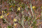 Carolina silkgrass